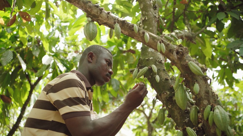Curbing Deforestation: Sustainable Cocoa Farming Yields Carbon Credits for Ghana