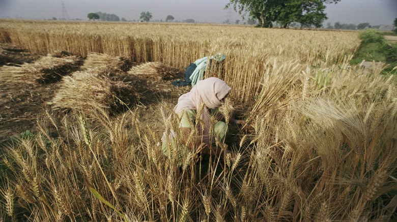 Bangaldeshi women harvesting wheat