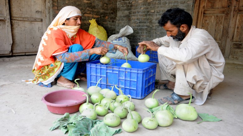 A woman and a man in Pakistan, sorting vegetables to sell in the market.