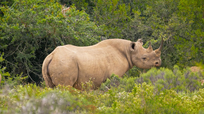 Wildlife Conservation – Black Rhino Monitoring