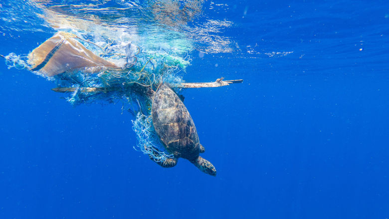 Green sea turtle entangled in a discarded fishing net