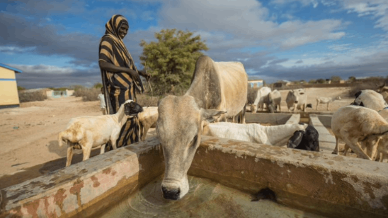 Cattle drinking