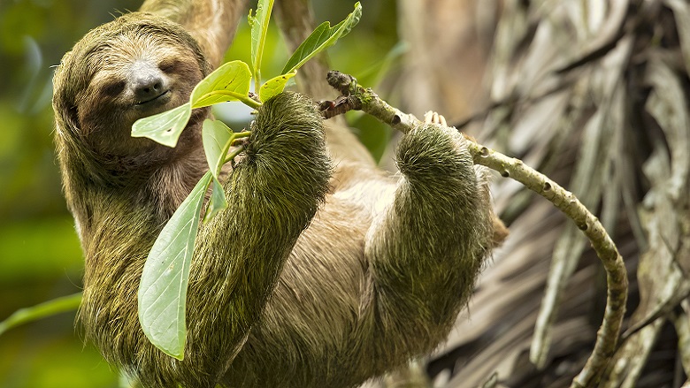 Amazon Sustainable Landscapes Program 