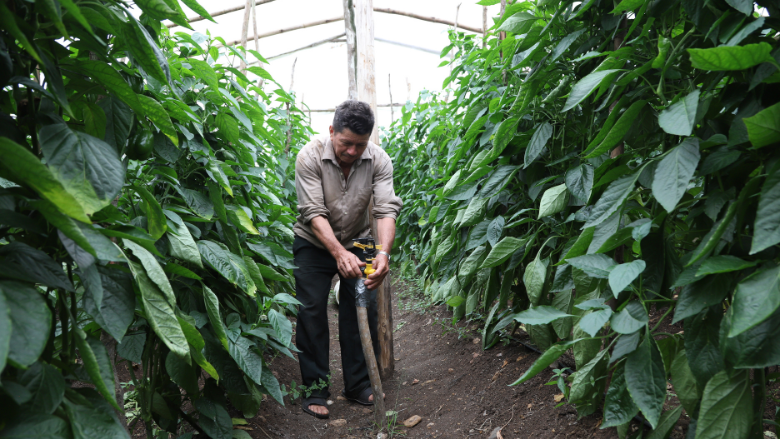 Mr. Jorge Galdamez, beneficiary of CERC agricultureprogram. Used funds to repair build greenhouse and irrigation system.