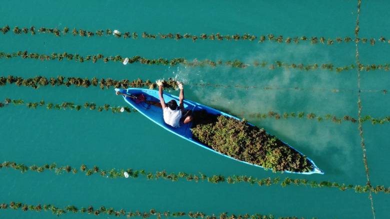 Seaweed farming