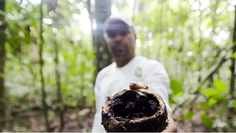 Amazon Sustainable Landscapes Program 