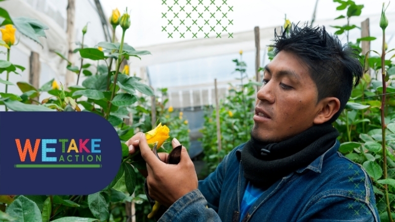  Rose grower in Cayambé, Ecuador 
