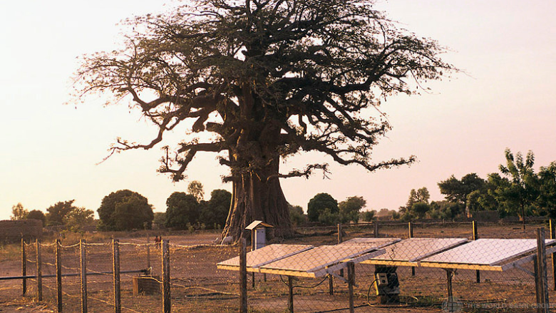 Solar panels with tree behind