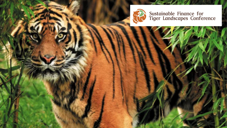 tiger-finance-copy.png