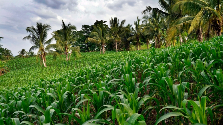 Field with vegetation in Indonesia