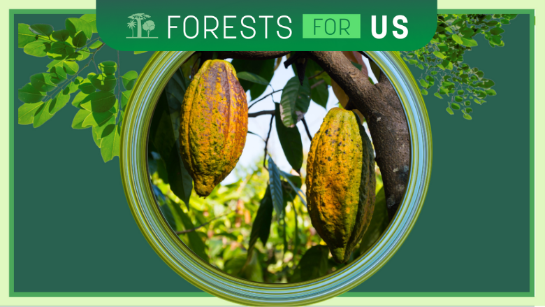 ForestsForUS-Cocoa-Ghana