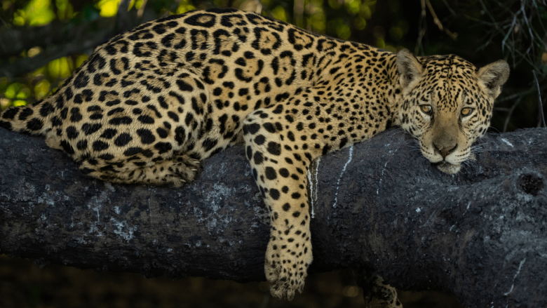Jaguar in the Ecuadorian Amazon
