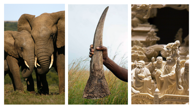 GWP-Wildlife-Forum.png