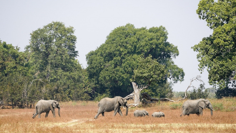 Elephants in Upper Lupande Game Management Area. (Photo credit: Timothy A. Gonsalves)