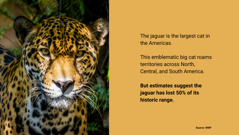 First pane of International Jaguar Day infographic.