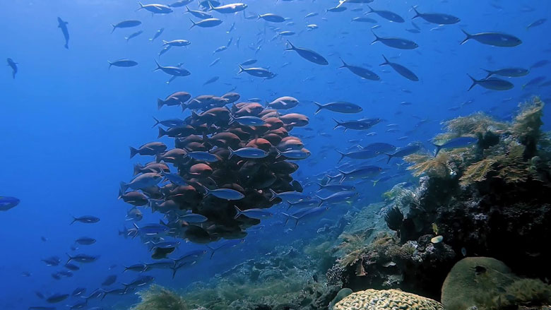 7 facts about the Corredor Marino del Pacífico Este Tropical (CMAR)