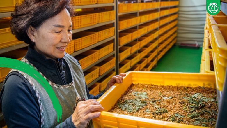 Insect farming
