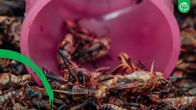 Can Bugs Help End Hunger?