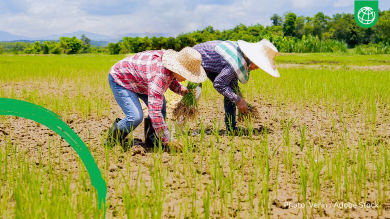 Rice farmers