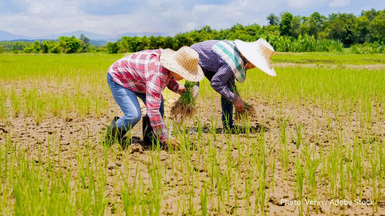 The Future of Rice: Viet Nam’s Million-Hectare Transformation