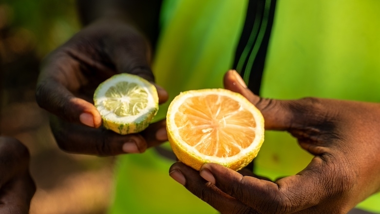 Citrus, export, safe trade, trade facilitation, global trade