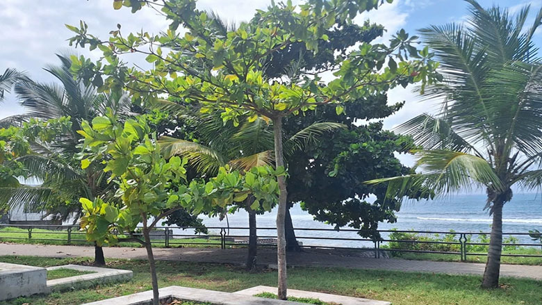 How the World Bank is unlocking nature-based solutions in 100 cities