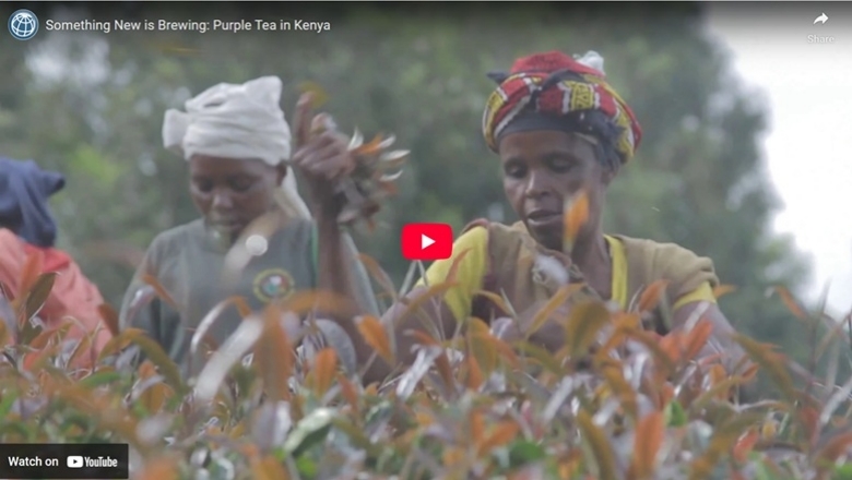 Something New is Brewing: Purple Tea in Kenya