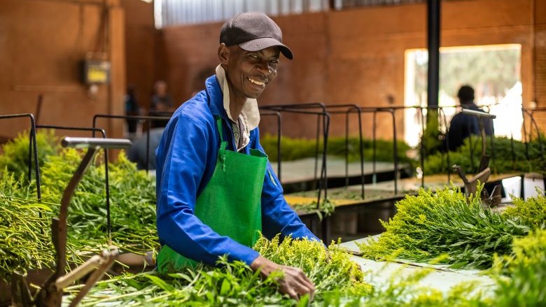 trader, business, man, flowers, trade, farm, Zambia