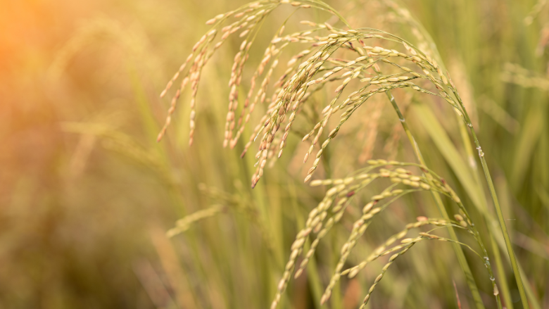 Global Food and Nutrition Security Dashboard Thumbnail