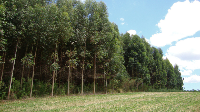 View of a Soybean plantation and Eucalyptus forest in Coronel Vivida, Paraná, Brazil