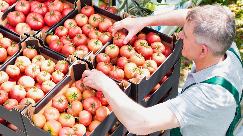 An elderly farmer stacks crates of tomatoes 