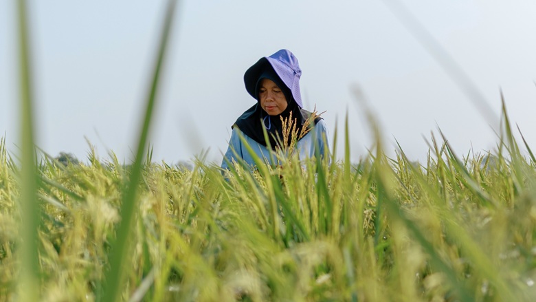 Harvesting Opportunity