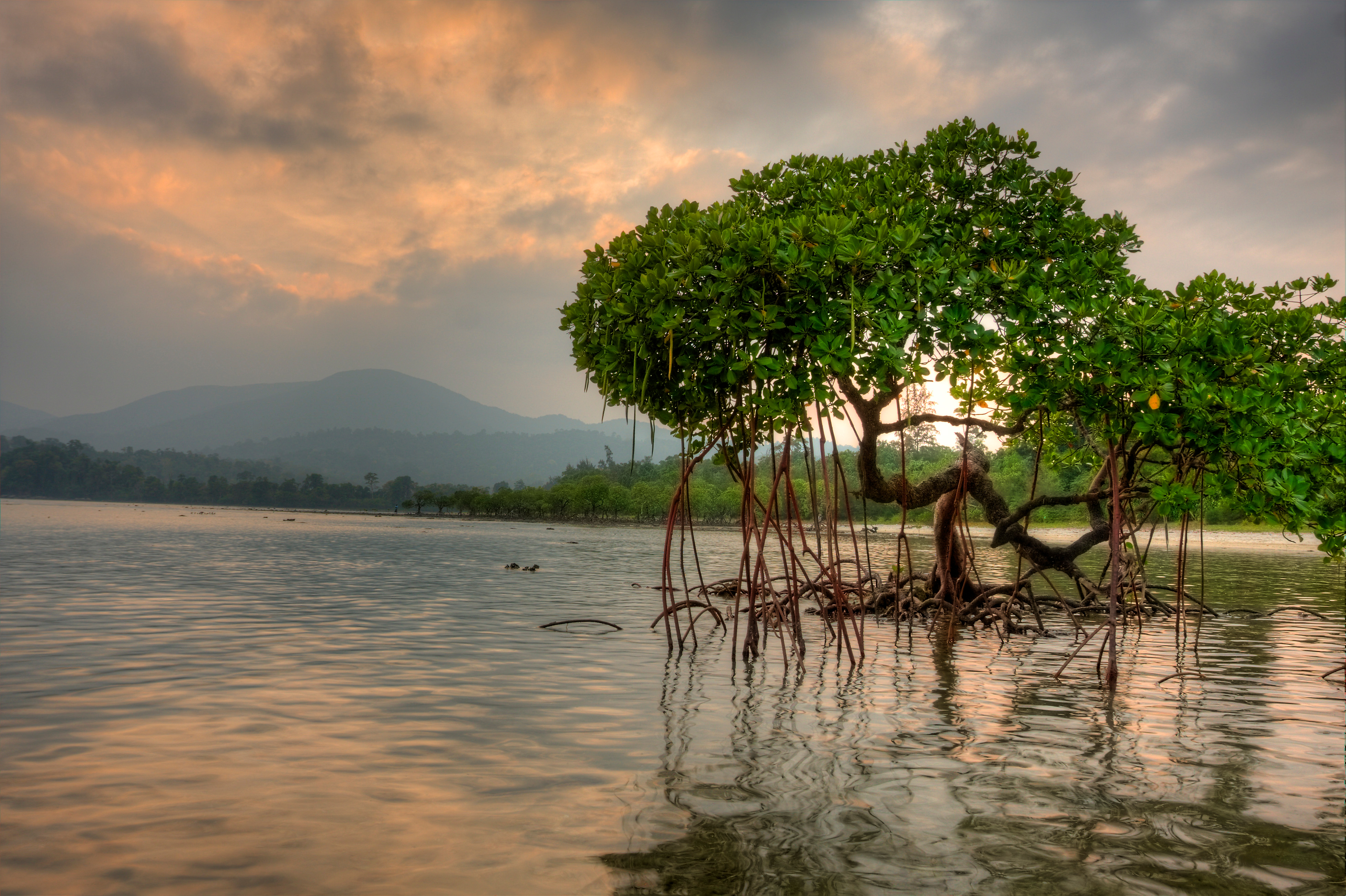 India Restores its Mangroves 