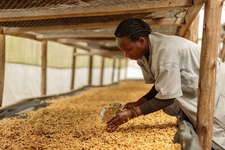 Transport Connectivity to Boost Food Security in Africa