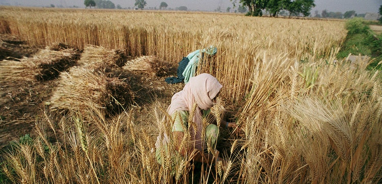Latest Global Commodity Markets Insights