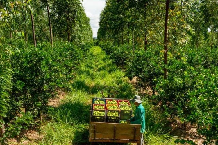 Forests and Food: Four Key Facts